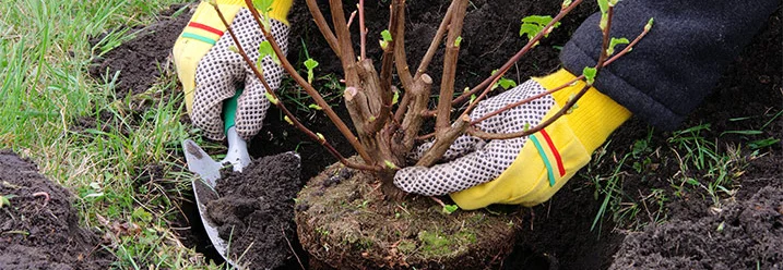 Person pflanzt Strauch mit Spaten